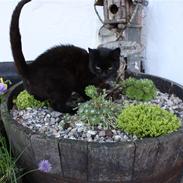 Blanding af racer Bimse