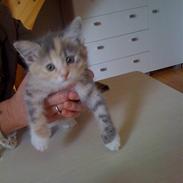 Blanding af racer Mille