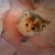 Blanding af racer Mille