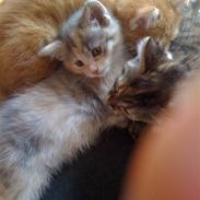 Blanding af racer Mille