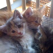 Blanding af racer Mille