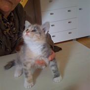 Blanding af racer Mille