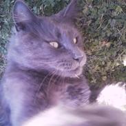 Maine Coon Sylwester