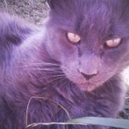 Maine Coon Sylwester