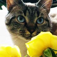 Blanding af racer Josefine