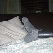 British Shorthair olfert