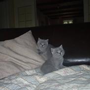 British Shorthair olfert