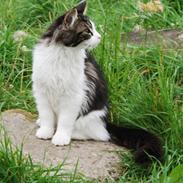 Maine Coon DK Vingsteds Firefly 