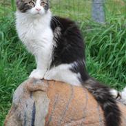 Maine Coon DK Vingsteds Firefly 