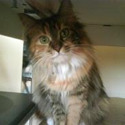 Blanding af racer Sigga