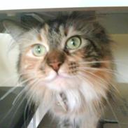 Blanding af racer Sigga