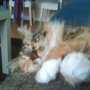 Blanding af racer Sigga