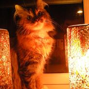 Blanding af racer Sigga