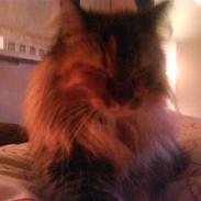 Blanding af racer Sigga