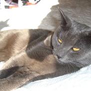 Blanding af racer Mille