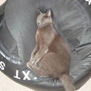 Blanding af racer Mille