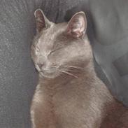 Blanding af racer Mille