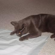 Blanding af racer Mille