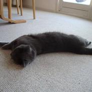 Blanding af racer Mille