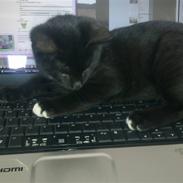 Huskat Tigermis Jason Dusty