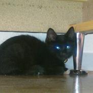 Huskat Tigermis Jason Dusty