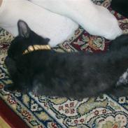 Huskat Tigermis Jason Dusty