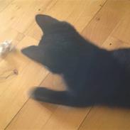 Huskat Tigermis Jason Dusty