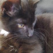 Huskat Tigermis Jason Dusty