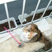 Maine Coon Delhi