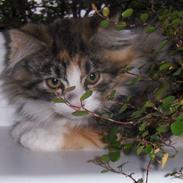 Maine Coon Dee Dee solgt