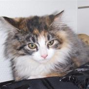 Maine Coon Dee Dee solgt