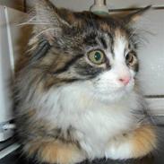 Maine Coon Dee Dee solgt