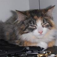 Maine Coon Dee Dee solgt