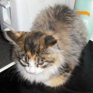 Maine Coon Dee Dee solgt