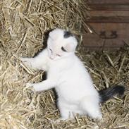 Blanding af racer Bíanco *Miin*<3