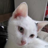 Blanding af racer Bíanco *Miin*<3