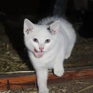 Blanding af racer Bíanco *Miin*<3