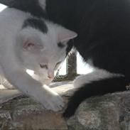 Blanding af racer Bíanco *Miin*<3