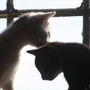 Blanding af racer Bíanco *Miin*<3