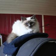 Hellig Birma Katja