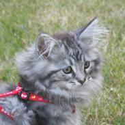 Maine Coon Silver Cheater