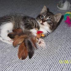 Blanding af racer Daze