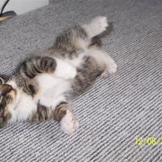 Blanding af racer Daze