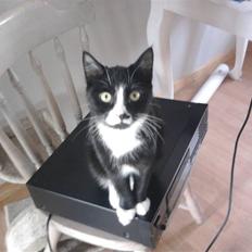 Huskat Ulla aka ulle