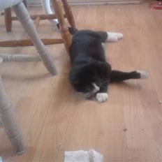 Huskat Ulla aka ulle