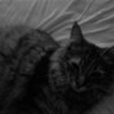 Blanding af racer Trille