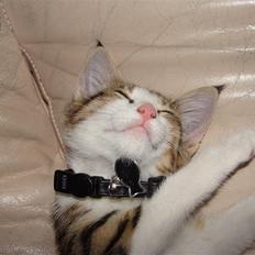 Huskat Nuller (Solgt)