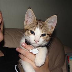 Huskat Nuller (Solgt)