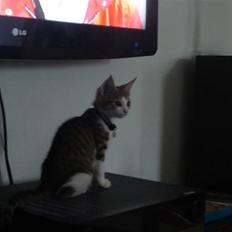 Huskat Nuller (Solgt)