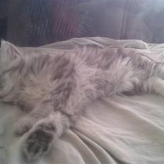 Blanding af racer Trunte